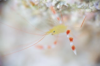 「イエローボクサーシュリンプ(ザンジバルボクサーシュリンプ)」のサムネイル画像