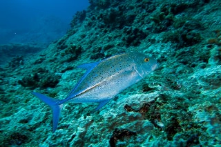 「カスミアジ(Bluefin trevally)」のサムネイル画像