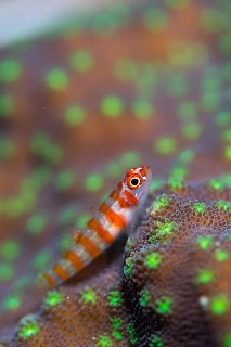 「Candycane dwarfgoby(キャンディーケイン・ドワーフゴビー)」のサムネイル画像
