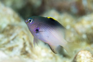 「フチドリスズメダイ」のサムネイル画像