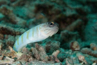 「ゴールドスペックジョーフィッシュ(gold-specs jawfish)」のサムネイル画像