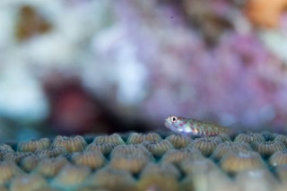 「無題」のサムネイル画像