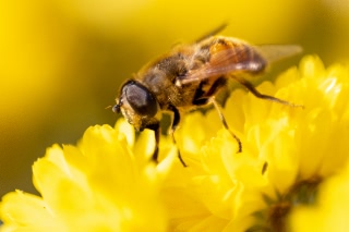 「アブの仲間」のサムネイル画像