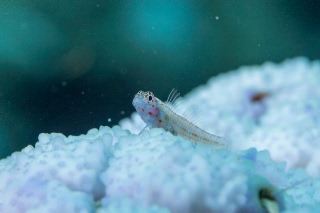 「無題」のサムネイル画像