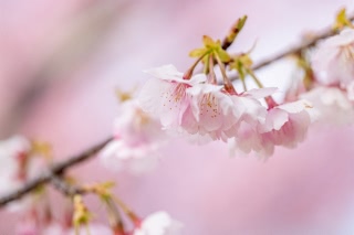 「カワヅザクラ(河津桜)」のサムネイル画像