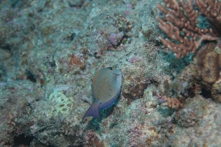 「無題」のサムネイル画像