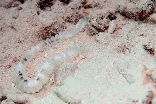 「オオイカリナマコ(Synaptid sea cucumbers)」のサムネイル画像