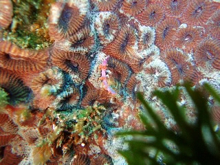 「ルージュミノウミウシ」のサムネイル画像