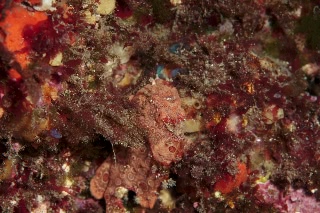 「イロイザリウオ(イロカエルアンコウ)」のサムネイル画像