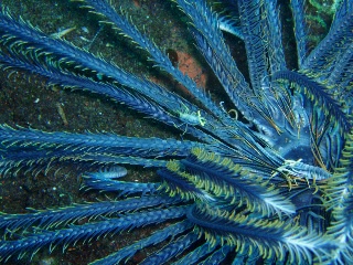 「バサラカクレエビ(アンボンクリノイドシュリンプ,ambon crinoid shrimp)」のサムネイル画像