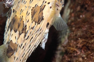 「ハリセンボン(Balloonfish)」のサムネイル画像