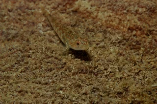 「ハゼの仲間」のサムネイル画像