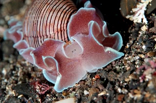 「ミスガイ」のサムネイル画像