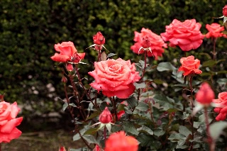 「レディローズ」のサムネイル画像