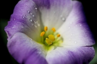 「トルコキキョウ」のサムネイル画像