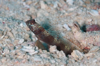 「metallic shrimp-goby(メタリックシュリンプゴビー)」のサムネイル画像