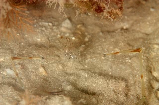 「オシャレカクレエビ」のサムネイル画像