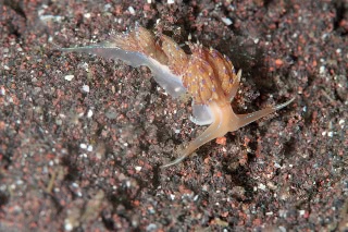 「セトミノウミウシ」のサムネイル画像