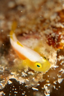 「ナカモトイロワケハゼ」のサムネイル画像