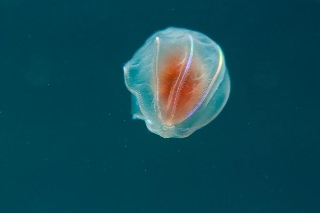 「ウリクラゲ」のサムネイル画像