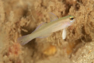 「モエギハゼ属の一種( tiny dart goby sp.)」のサムネイル画像