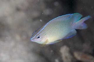 「クロメガネスズメダイ」のサムネイル画像