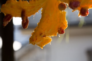 「ツルレイシ(ニガウリ,ゴーヤ)」のサムネイル画像