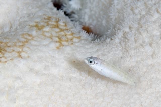 「無題」のサムネイル画像