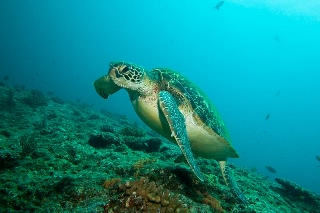 「アオウミガメ(Green turtle)」のサムネイル画像