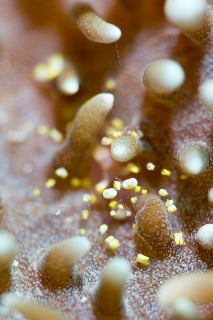 「イソギンチャクモドキカクレエビ」のサムネイル画像