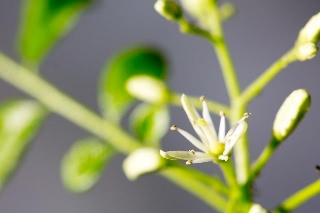 「オオバゲッキツ」のサムネイル画像