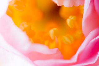 「綻び」のサムネイル画像