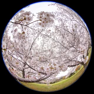 「ソメイヨシノ(染井吉野)」のサムネイル画像