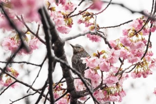 「ヨコハマヒザクラ(横浜緋桜)」のサムネイル画像