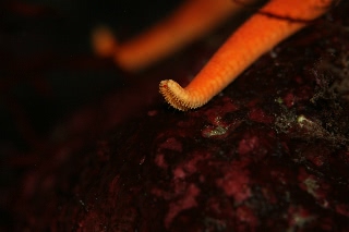 「アカヒトデ」のサムネイル画像