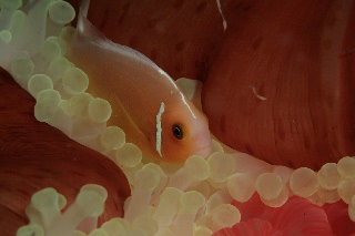 「ハナビラクマノミ(Pink Anemonefish)」のサムネイル画像