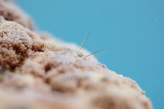 「カンザシヤドカリ(Coral Hermit Crab)」のサムネイル画像