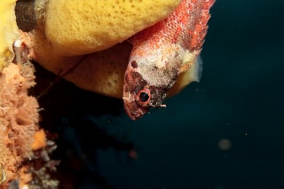 「イソカサゴ」のサムネイル画像