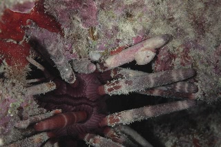 「ノコギリウニ」のサムネイル画像