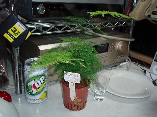 「アスパラガス」のサムネイル画像