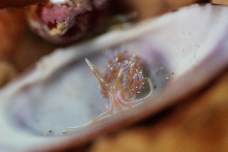 「セトミノウミウシ」のサムネイル画像