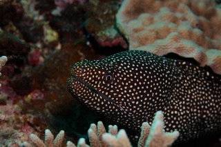 「ドクウツボ」のサムネイル画像