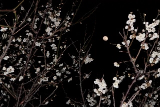 「白梅」のサムネイル画像