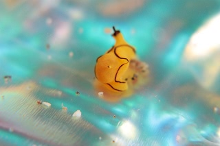 「オレンジウミコチョウ」のサムネイル画像