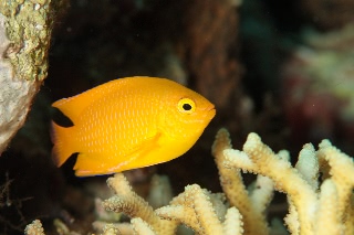 「ネッタイスズメダイ(Lemon Damsel,Yellow Damsel)」のサムネイル画像