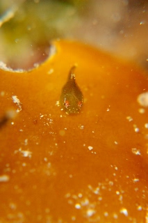 「ダンゴウオ(Lumpfish)」のサムネイル画像