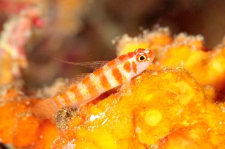 「Candycane dwarfgoby(キャンディーケイン・ドワーフゴビー)」のサムネイル画像