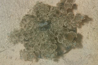 「サカサクラゲ」のサムネイル画像