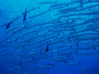「オオカマス(Barracuda)」のサムネイル画像
