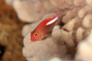 「メガネゴンベ(ring-eyed hawkfish)」のサムネイル画像